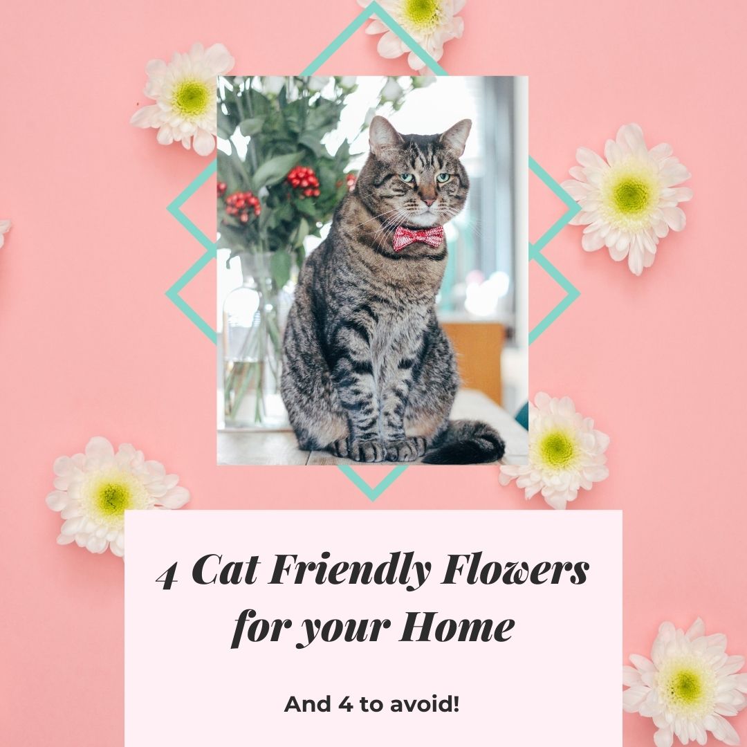 4 Flowers to Avoid When you have Cats - Wool & Water