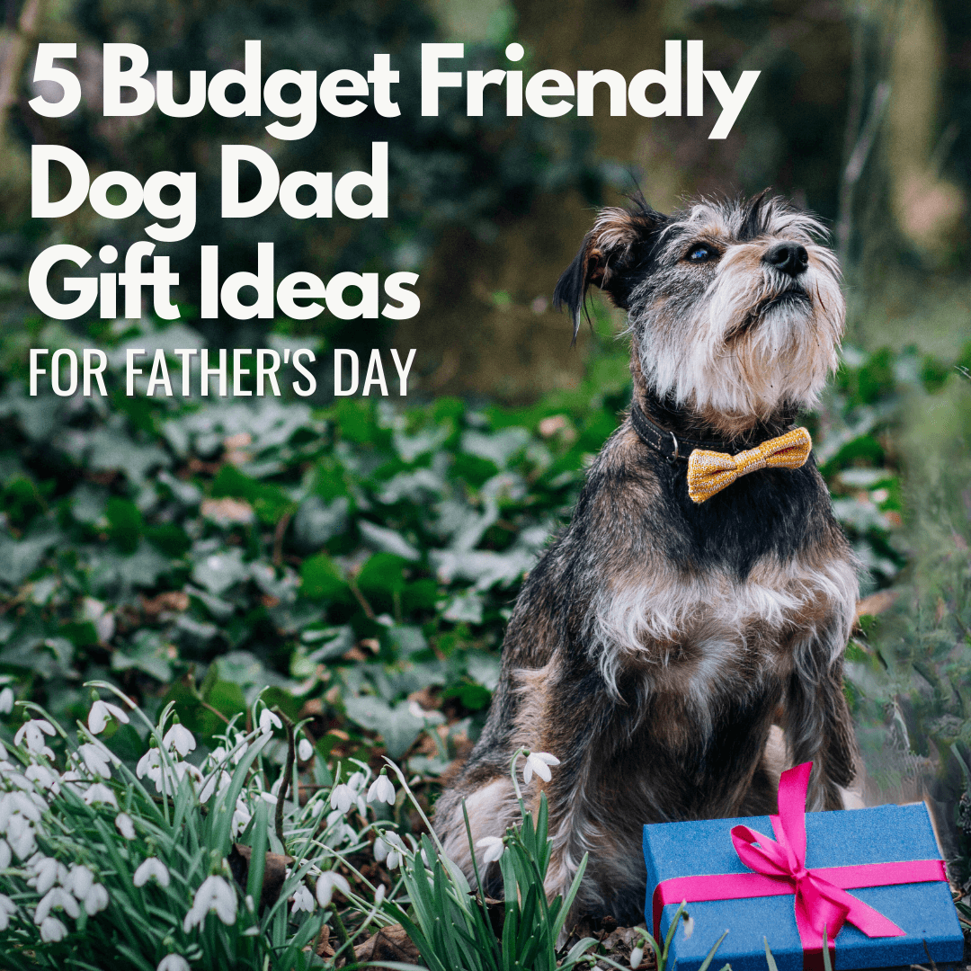 5 Affordable Gift Ideas for Dog Dads this Father's Day - Wool & Water