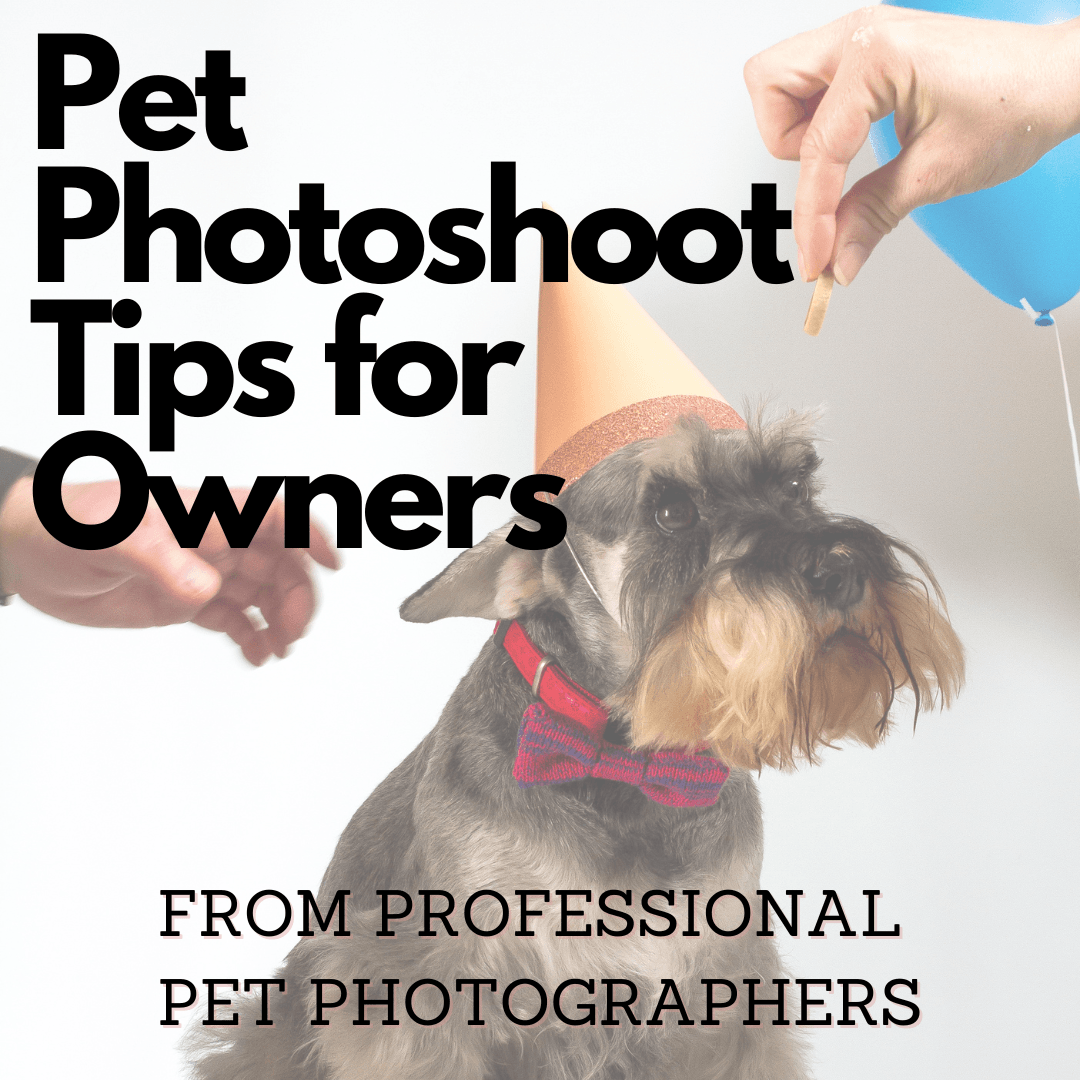 How to Prepare for a Pet Photoshoot: Top Tips from Two Professional Pet Photographers - Wool & Water