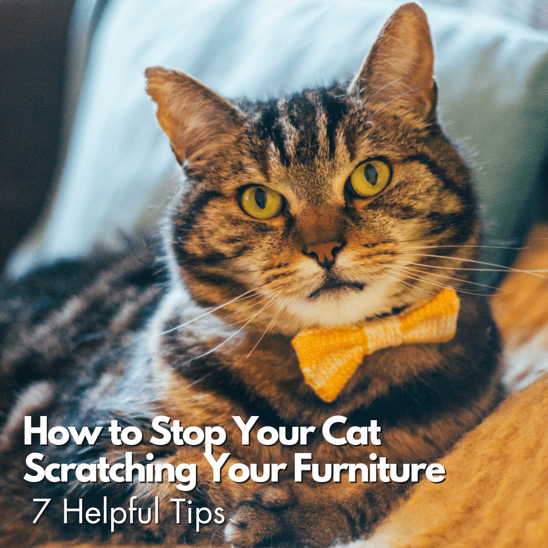 How to Stop Your Cat Scratching your Furniture: 7 Helpful Tips - Wool & Water