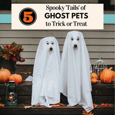 5 Ghostly Pet Tales..or Tails! - Wool & Water