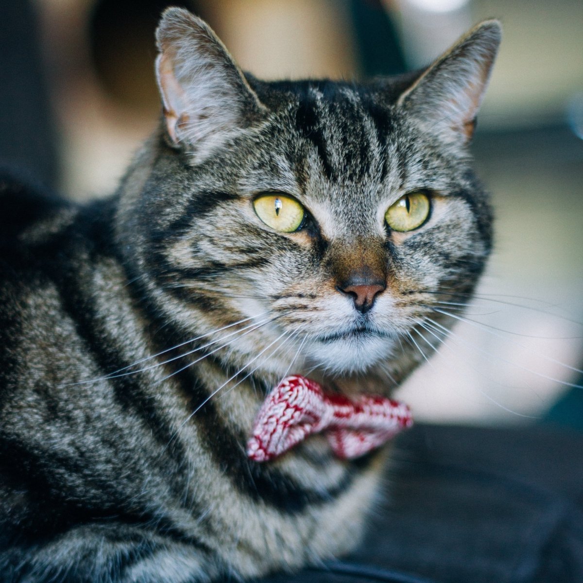 Cat Bow Tie (4 colours available) - Wool & Water