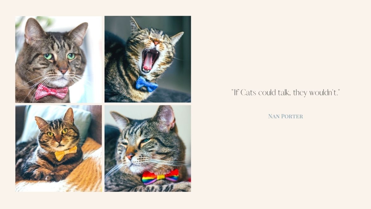 FREE Cats in Bow Ties Desktop Wallpaper - Wool & Water