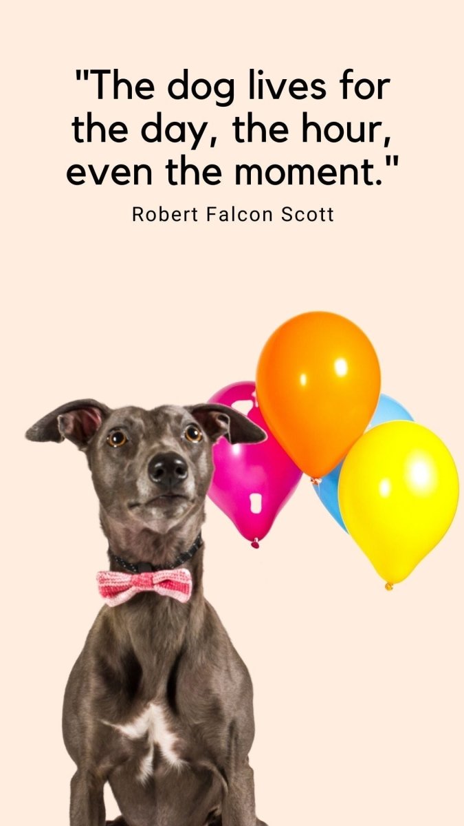 FREE Dog in a Bow Tie Phone Wallpaper - Wool & Water