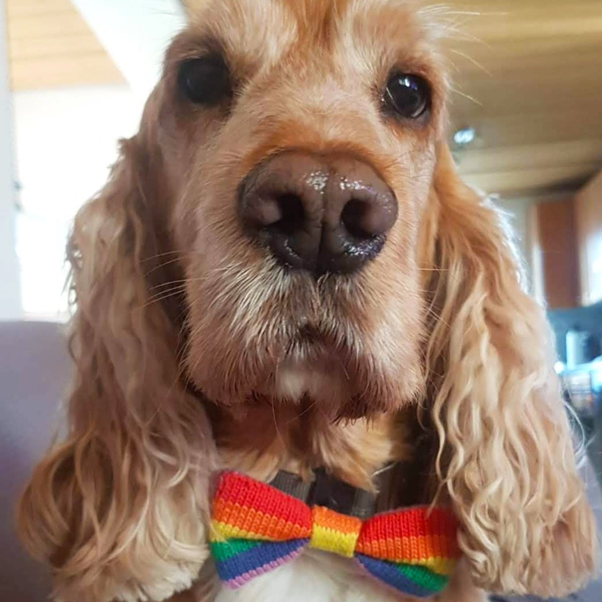 Rainbow / PRIDE Dog Bowtie: Small - Medium Dog - Wool & Water