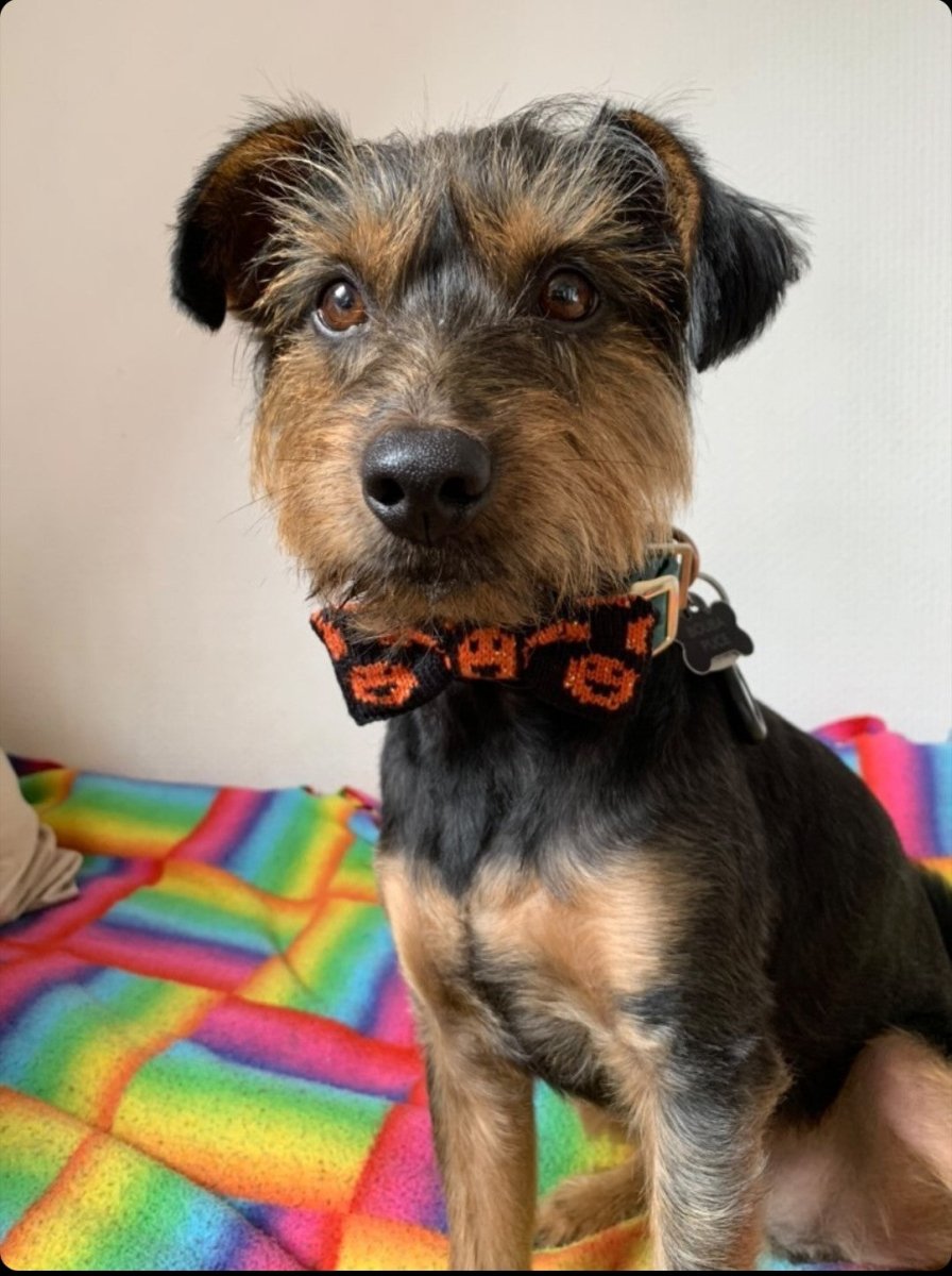 Small to Medium Dog Bow Tie: Halloween Pumpkins - Wool & Water