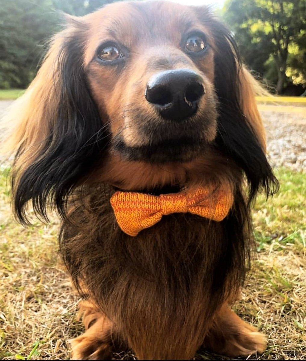 Tiny Dog Bow Tie (4 colours available) - Wool & Water